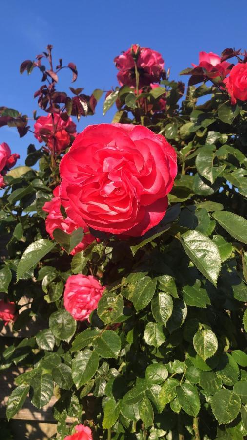 La Vie En Rose Zierikzee Bed & Breakfast Luaran gambar